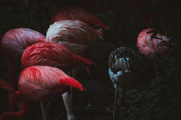 close-up of flamingos