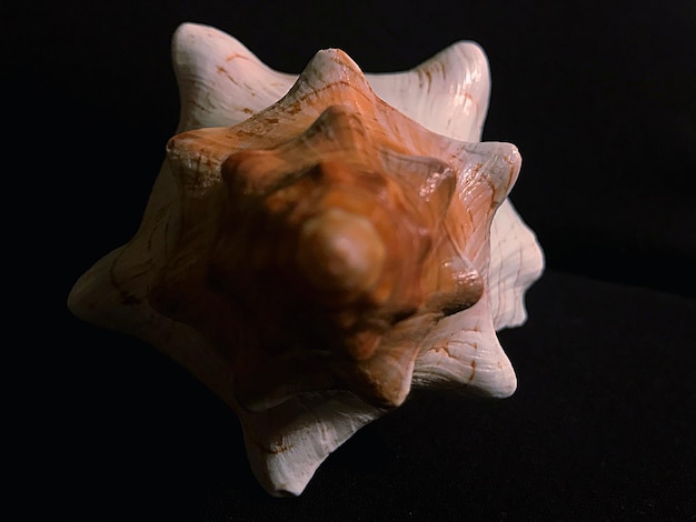 Close-up of flower over black background