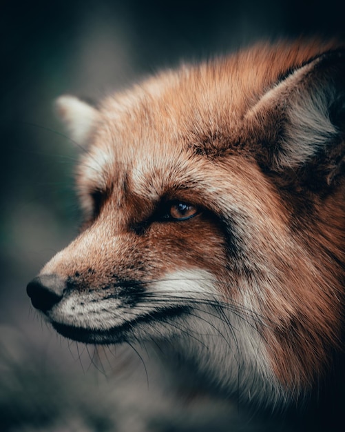 Close-up of fox looking away
