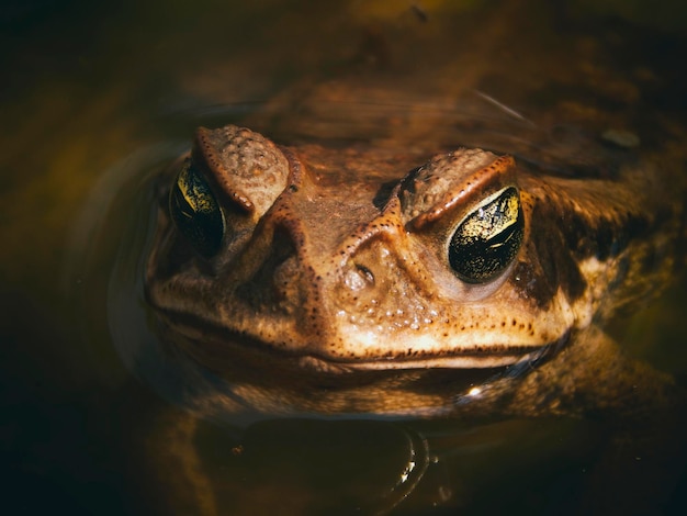 close-up of frog in water