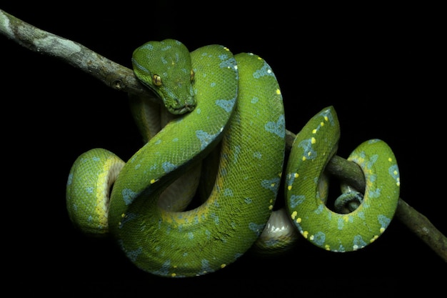 Close-up of green snake on branch against black background