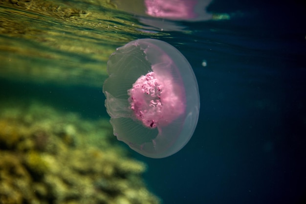 Close-up of jellyfish undersea