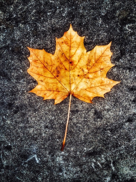 Close-up of maple leaf on ground
