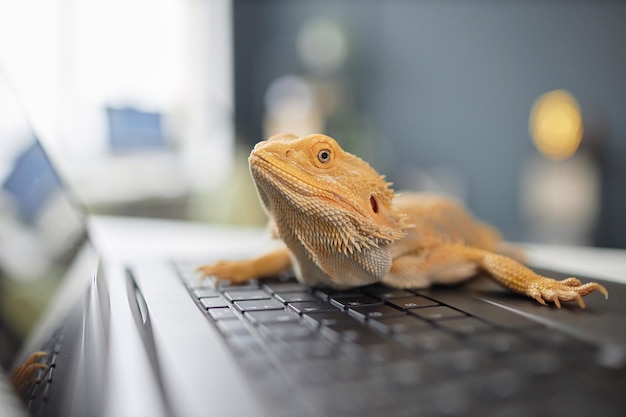 Close up of pet iguana sitting on keyboard