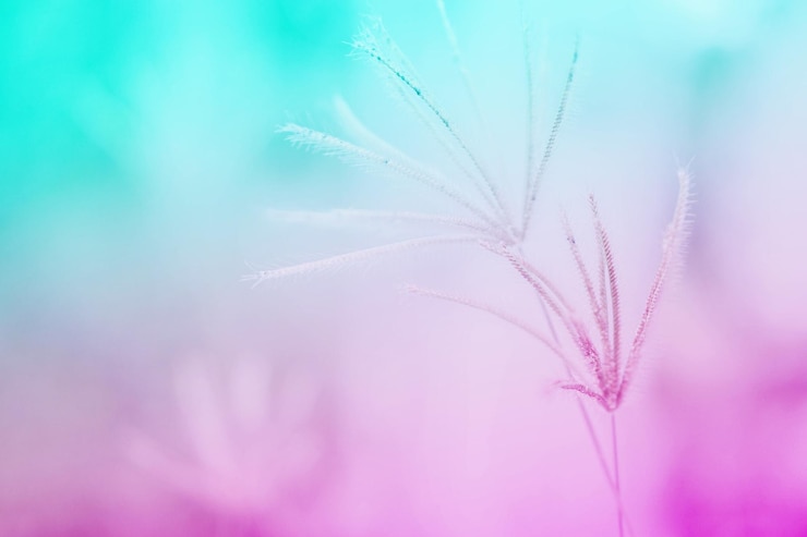 Bild close-up of pink flowering plant