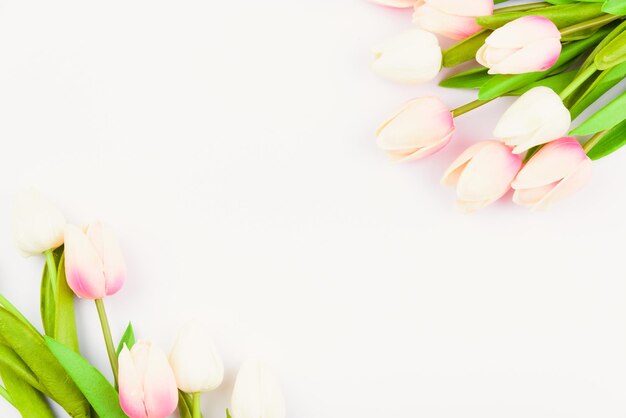 Close-up of pink tulip flowers against white background