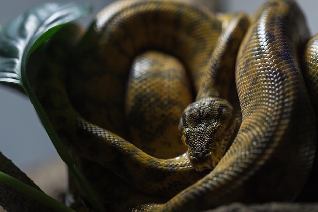 Close-up of python