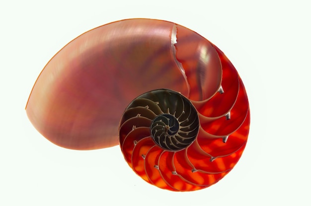 Close-up of red nautilus against white background