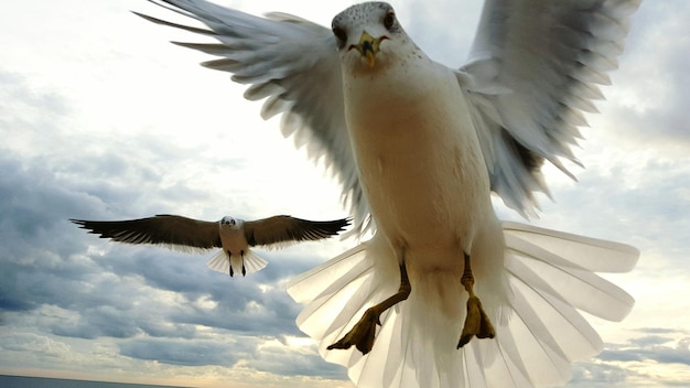 close-up of seagulls flying in cloudy sky