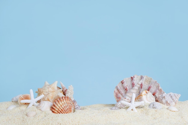 Close-up of seashell against clear sky