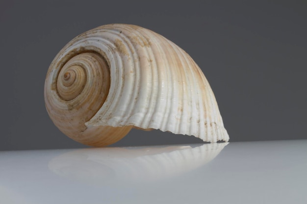 Close-up of seashell on gray background