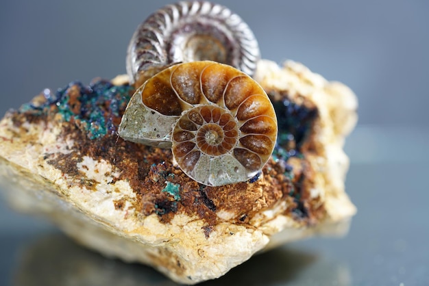 Close-up of seashell