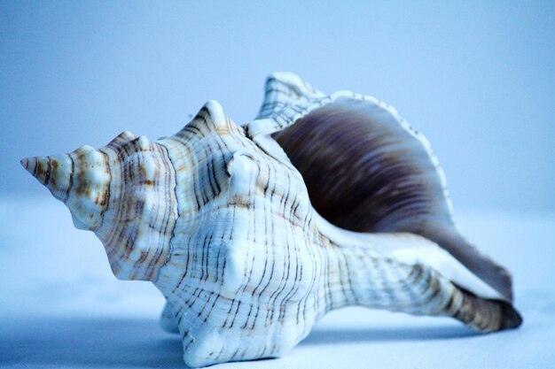 Close-up of shell on white background