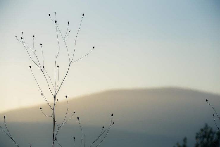 Bild close-up of silhouette plant against clear sky