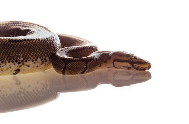 Close-up of snake against white background