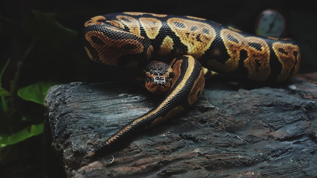 Close-up of snake on branch