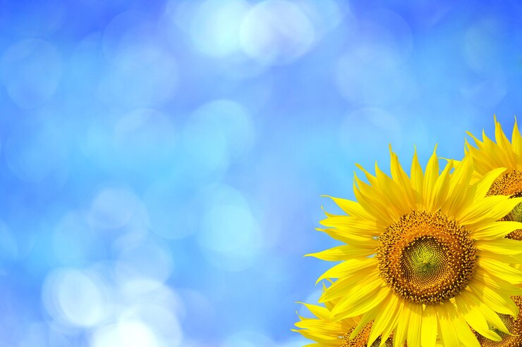 Bild close-up of sunflower against blue sky