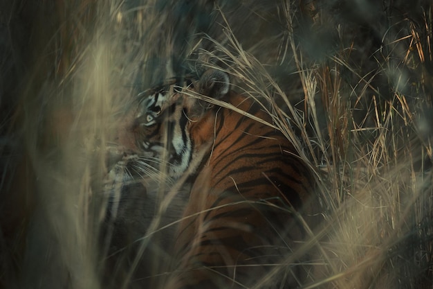 close-up of tiger amidst plants on field
