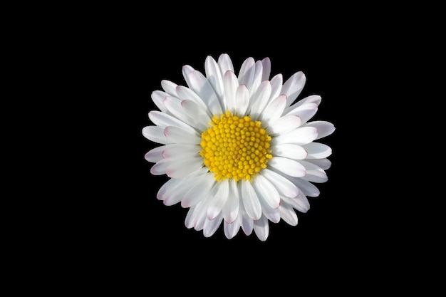 Close-up of white daisy against black background