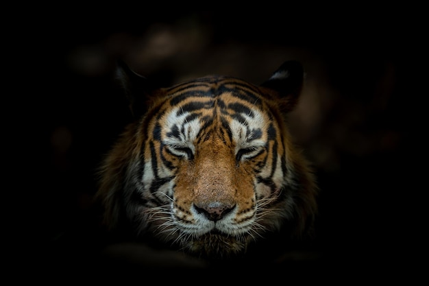 close-up portrait of a cat