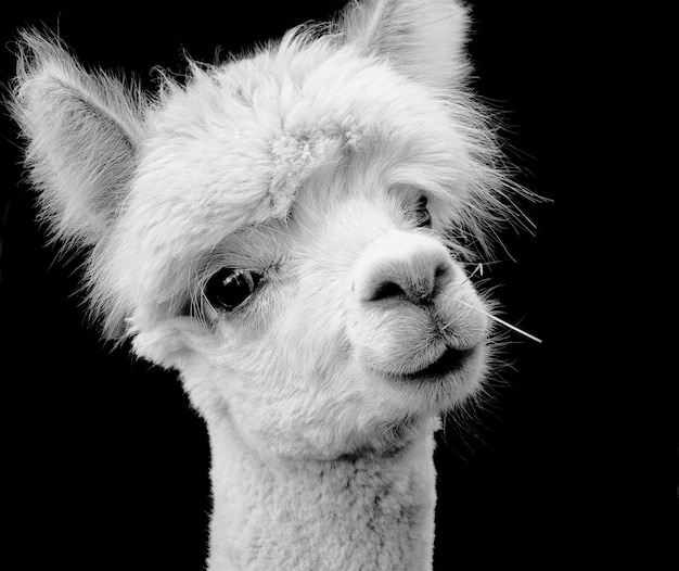 Close-up portrait of alpaca against black background