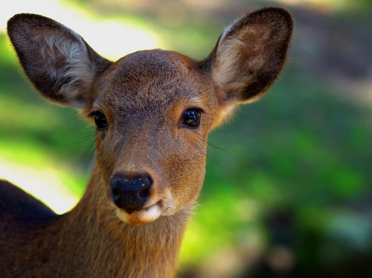 Foto close-up portrait of deer