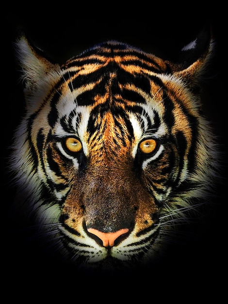 close-up portrait of tiger against black background