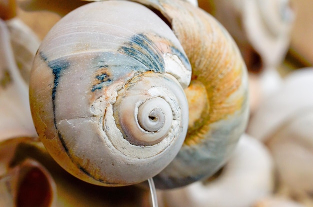 Close-up seashell
