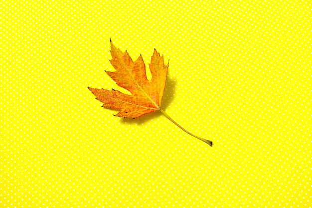 Closeup of autumn leaf on yellow background with dots
