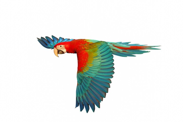 Foto colorful flying green wing macaw parrot isolated on white background