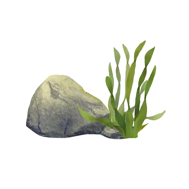 Composition with large sea stone and algae Watercolor illustration of marine fauna Gray rock in the ocean Cartoon style Collection Island The drawing is suitable for design packaging