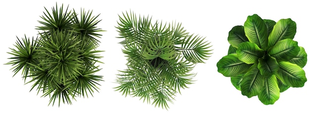 decorative flowers and plants for the interior top view isolated on white background 3d illustrat