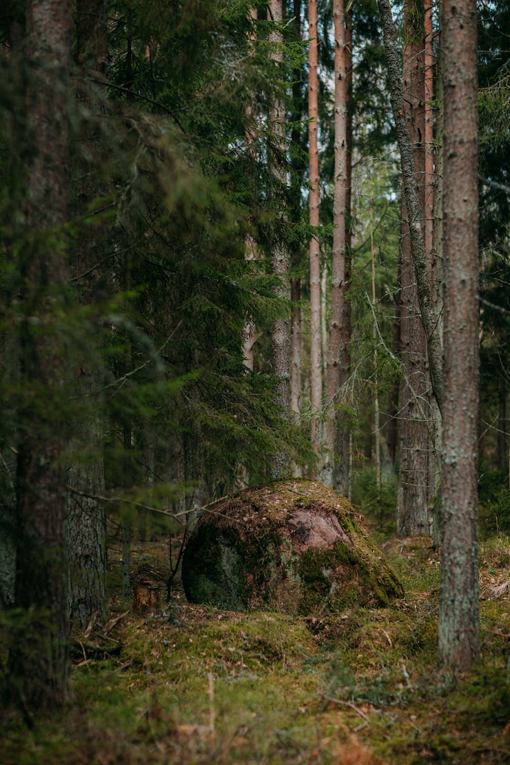 Bild deep forest with path. wild nature with pinetrees. nordic nature. big rock in the trees.
