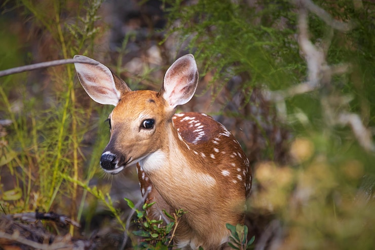 Foto deer in a forest