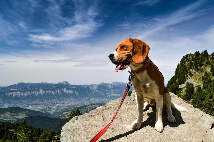 Foto dog sitting on mountain against sky
