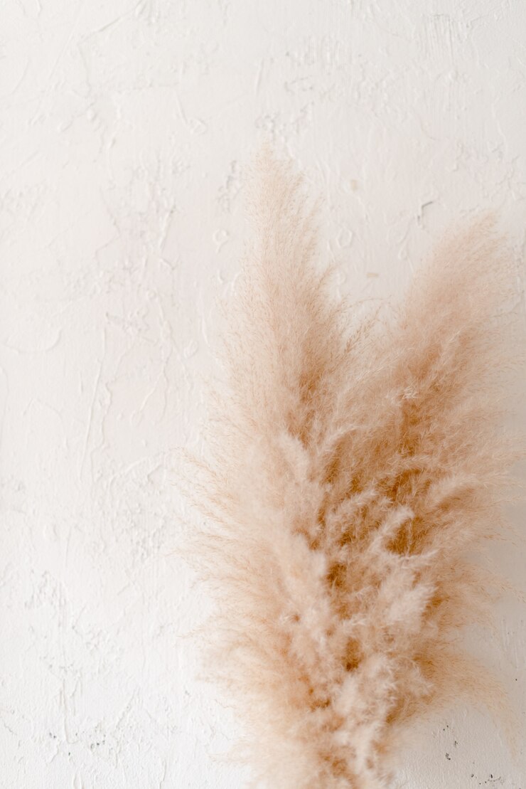 Bild dried flowers on white background