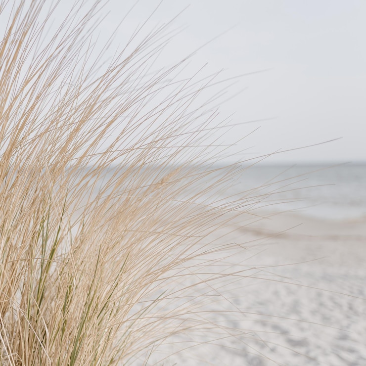 Bild dried grass stems on beach with white sand neutral beige colours nature landscape
