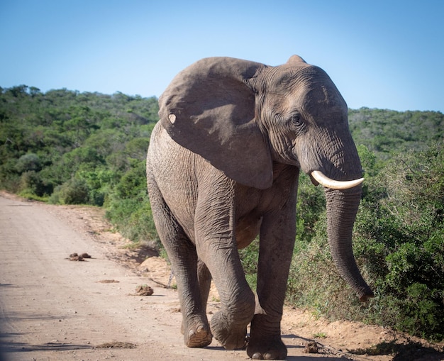 Elefant, der drikker vand