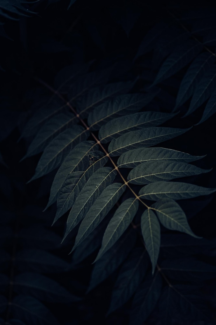 Bild emerald inspiration the beauty of green leaves