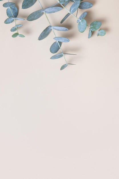 Eucaliptus leaves on beige background Copy space BlueGreen leaves on branch for abstract natutal vertical backdrop