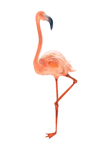 Flamingo animal png illustration sticker transparent background