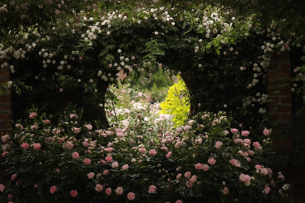 Flowers blooming against surrounding wall in garden