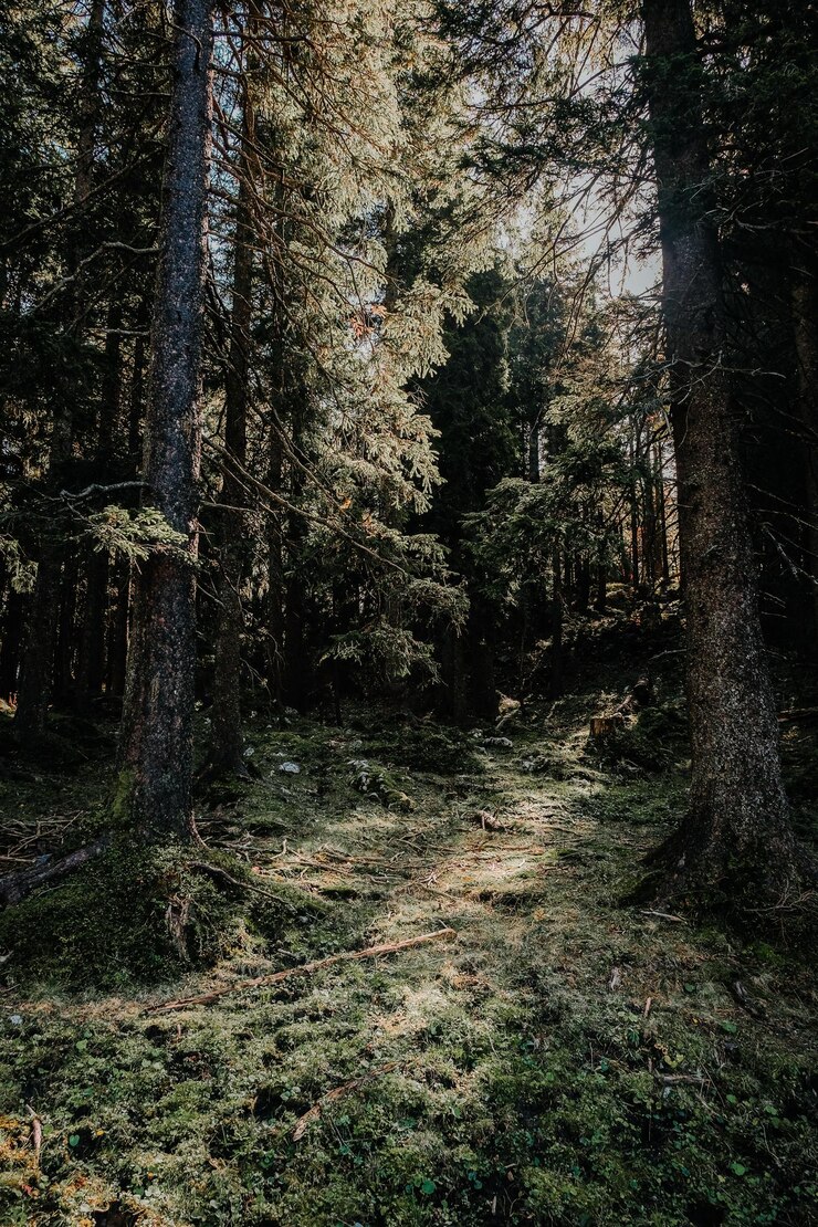 Bild full frame shot of trees in forest