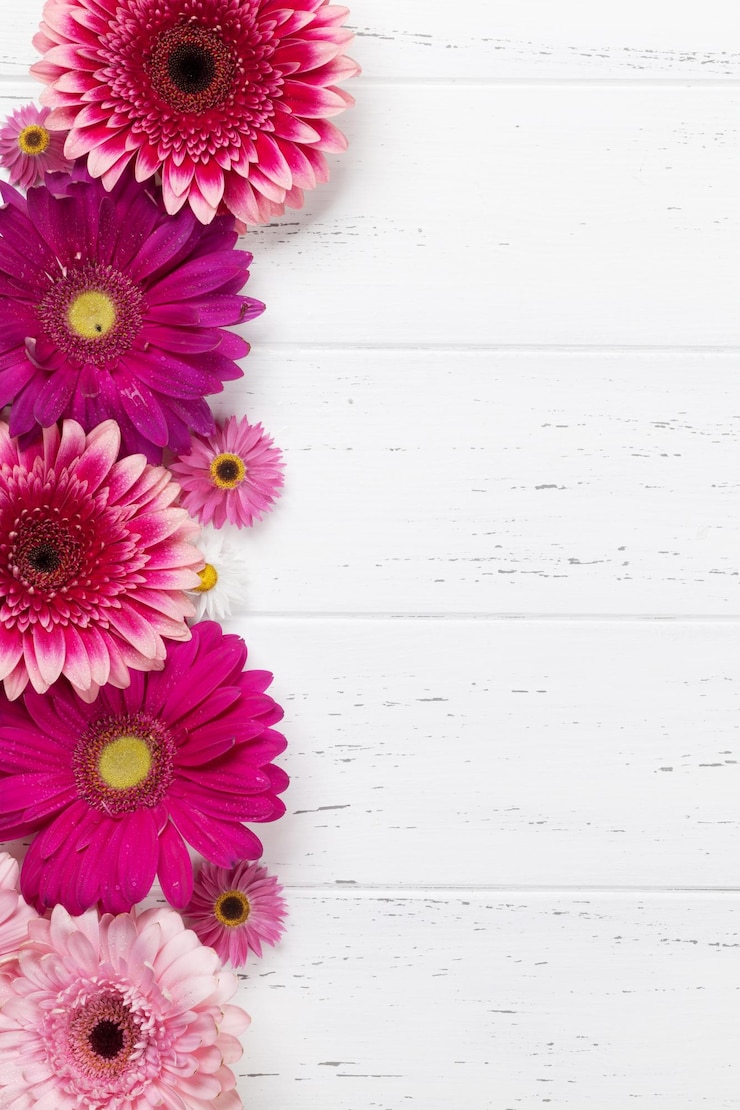 Bild gerbera flowers