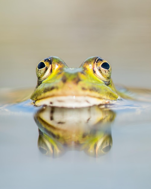 green frog lying in water seen from the front with its reflection in the water