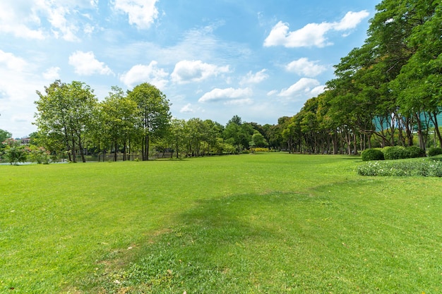 Green trees with Beautiful meadow in the park