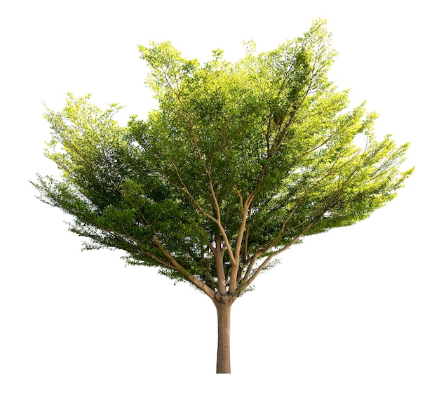 Group of tree isolated on white background for design material