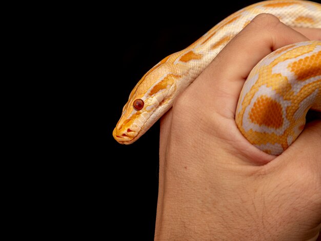 Guldpyton, nätpyton (Python reticulatus).