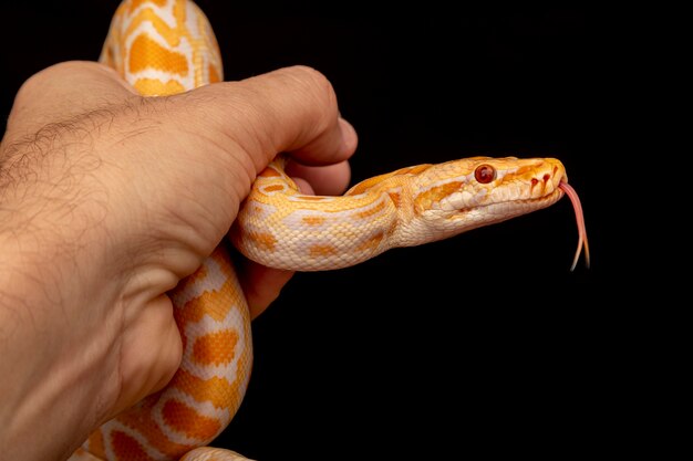 Guldpyton, nätpyton (Python reticulatus).