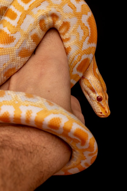 Guldpyton, nätpyton (Python reticulatus).